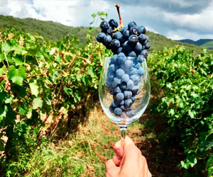 Wineries in Versilia